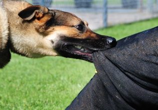 Βόλος: Σκύλος επιτέθηκε και τραυμάτισε 40χρονο – Συνελήφθη ο ιδιοκτήτης του