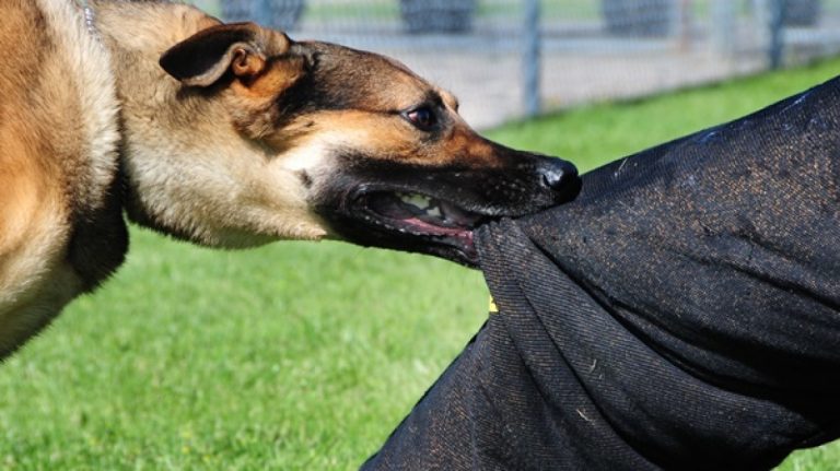 Βόλος: Σκύλος επιτέθηκε και τραυμάτισε 40χρονο – Συνελήφθη ο ιδιοκτήτης του