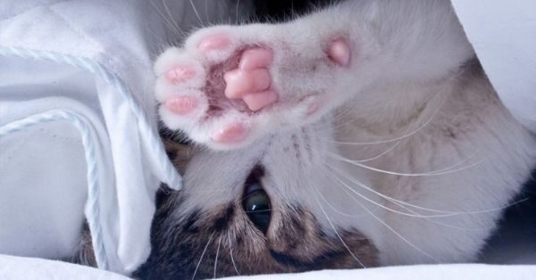 Τι σημαίνει όταν η γάτα μου μού κάνει «πατουσάκια»;