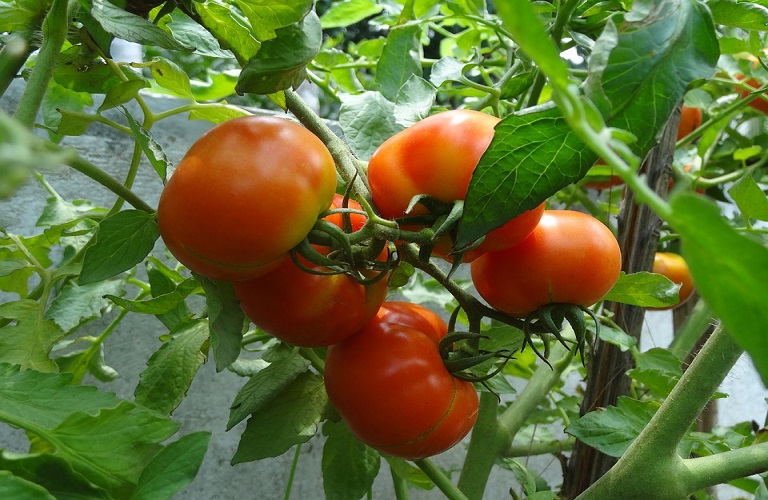 Ντομάτα: Προσβολές σε πρώιμες και όψιμες θερμοκηπιακές καλλιέργειες