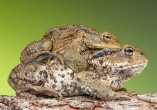 Νεκροταφείο ερωτύλων: Εκατόμβη προϊστορικών βατράχων αποδίδεται στο αχαλίνωτο σεξ