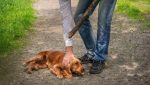 Κακοποίηση ζώων: Τα χαρακτηριστικά των δραστών και η σχέση με τις ψυχικές διαταραχές