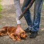Κακοποίηση ζώων: Τα χαρακτηριστικά των δραστών και η σχέση με τις ψυχικές διαταραχές