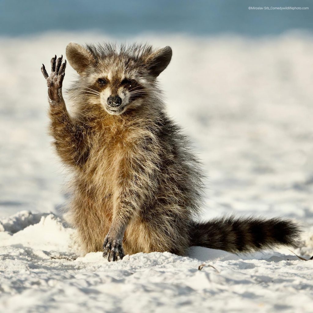 Η άγρια φύση πρωταγωνιστεί… σε κωμωδία – Στιγμές γέλιου στις φωτογραφίες του Comedy Wildlife Photo Awards