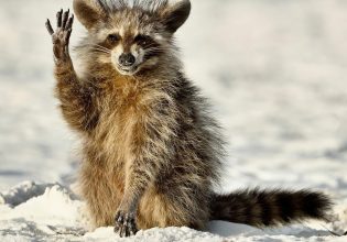 Η άγρια φύση πρωταγωνιστεί… σε κωμωδία – Στιγμές γέλιου στις φωτογραφίες του Comedy Wildlife Photo Awards