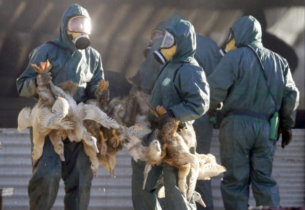 Γρίπη των πτηνών: Πενήντα εκατομμύρια πουλερικά θανατώθηκαν στη χειρότερη επιδημία στην Ευρώπη
