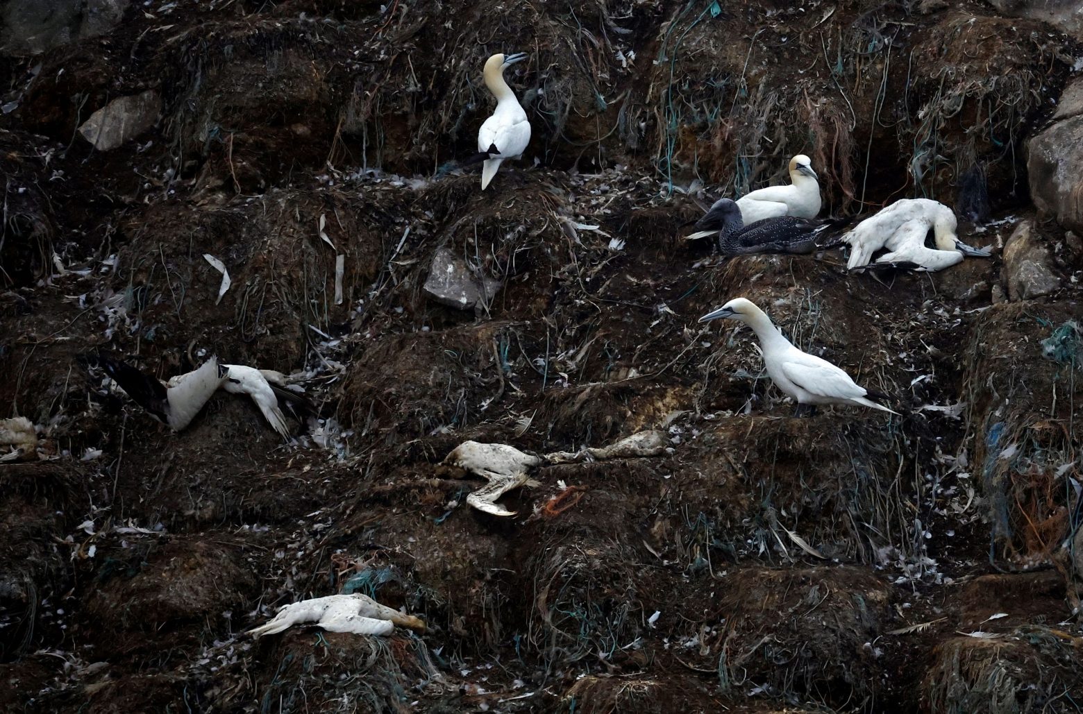 Γρίπη των πτηνών: Τα πουλιά έζησαν φέτος τη δική τους πανδημία - Περιβάλλον