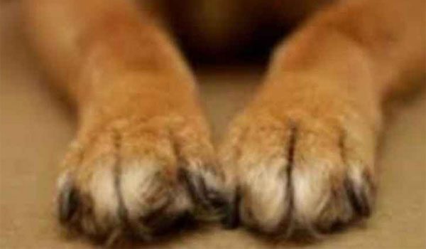 Καστοριά: Νεκρά σκυλιά με τραύματα από σφαίρα και δέσιμο –  Επικήρυξαν με 1.000 ευρώ τον δράστη [σκληρές εικόνες]