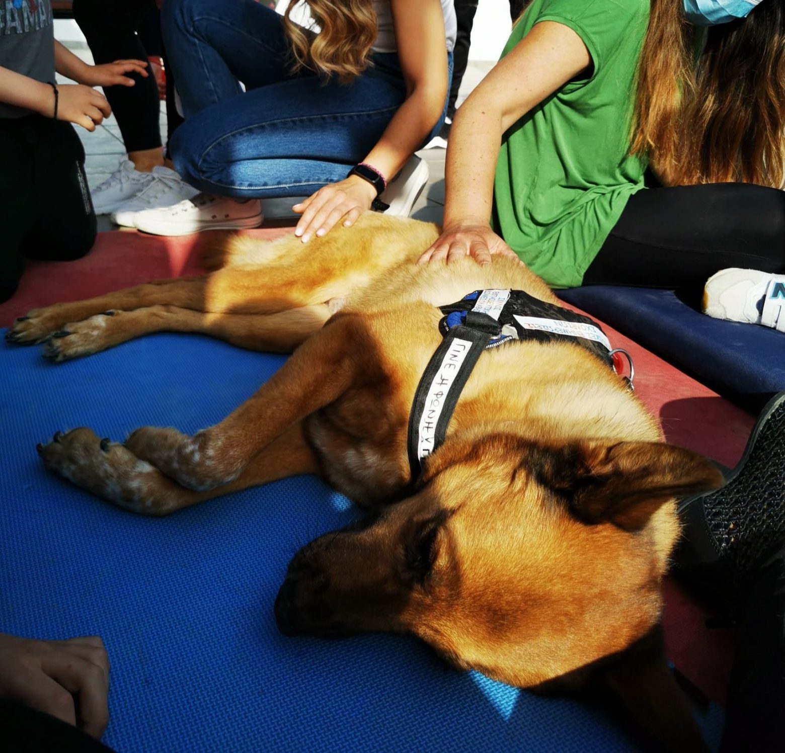 Θεσσαλονίκη: Άξελ, Διώνη, Πόθος - Πρώην αδέσποτοι σκύλοι γίνονται «δάσκαλοι» σε σχολεία