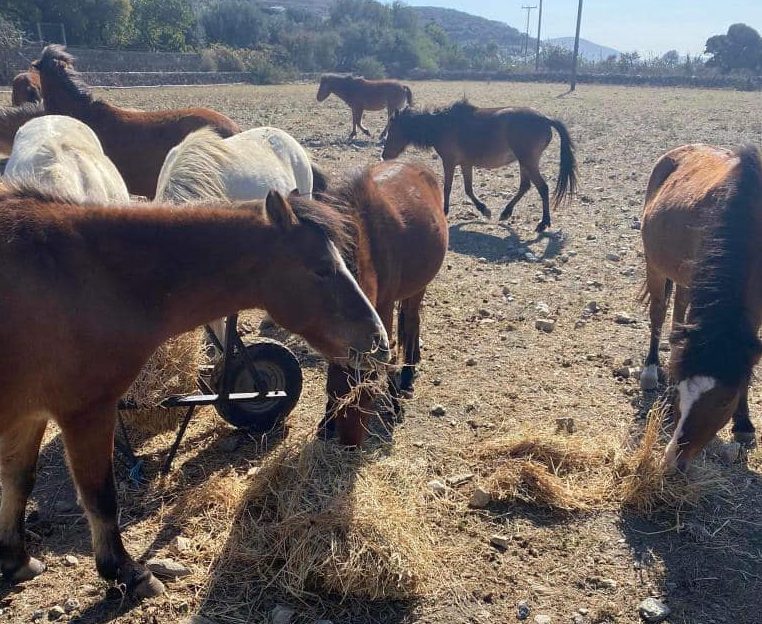 Σκυριανά άλογα: Δημιουργείται Ίδρυμα για τη διάσωσή τους