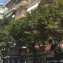 Θεσσαλονίκη: Παγίδες με κόλλα μπορεί να σώσουν τις φτελιές της πόλης