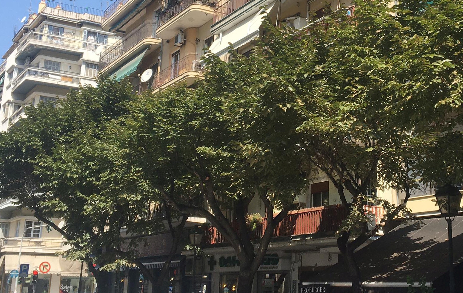 Θεσσαλονίκη: Παγίδες με κόλλα μπορεί να σώσουν τις φτελιές της πόλης