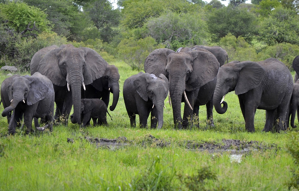 Από το κράτος στη μαύρη αγορά: Το μεγάλο σκάνδαλο του ελεφαντόδοντου