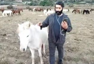 Σκύρος: Αγώνας δρόμου για διασωθεί το μοναδικό σκυριανό αλογάκι