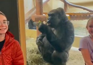 Άσεμνη χειρονομία γορίλα φέρνει σε… αμηχανία δύο αδερφές [Βίντεο]