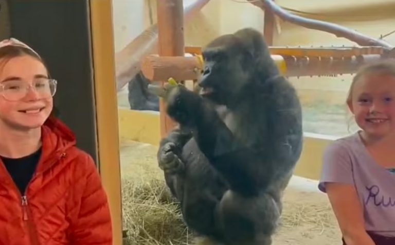 Άσεμνη χειρονομία γορίλα φέρνει σε… αμηχανία δύο αδερφές [Βίντεο]