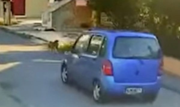 Θεσσαλονίκη: Ταυτοποιήθηκε 58χρονη οδηγός που παρέσυρε και εγκατέλειψε σκύλο