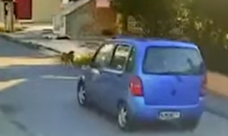 Θεσσαλονίκη: Ταυτοποιήθηκε 58χρονη οδηγός που παρέσυρε και εγκατέλειψε σκύλο