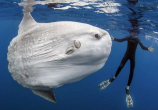 Φεγγαρόψαρο των 3 τόνων καταρρίπτει το ρεκόρ βάρους (εικόνες)