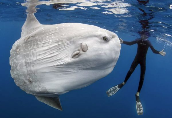 Φεγγαρόψαρο των 3 τόνων καταρρίπτει το ρεκόρ βάρους (εικόνες)