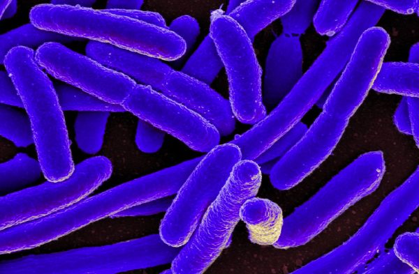 Φρικτή ασθένεια που προκαλεί γάγγραινα αναδύθηκε στην πλημμυρισμένη Φλόριντα