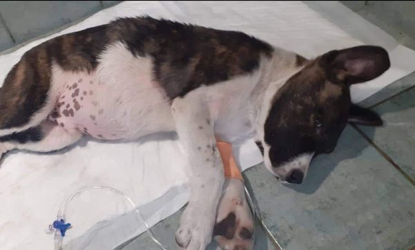 Βόλος: Πώς μια παρέα μαθητών δημοτικού έσωσαν μια σκυλίτσα
