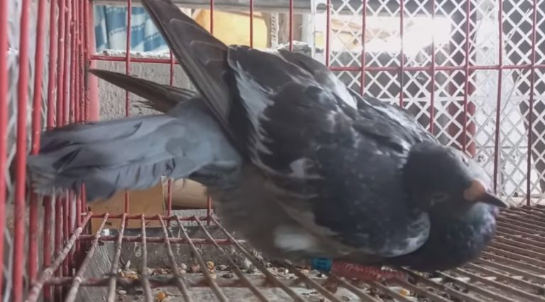 Συναγερμός στη Βρετανία από θανατηφόρο ιό που μετατρέπει τα περιστέρια σε… ζόμπι – Τα συμπτώματα