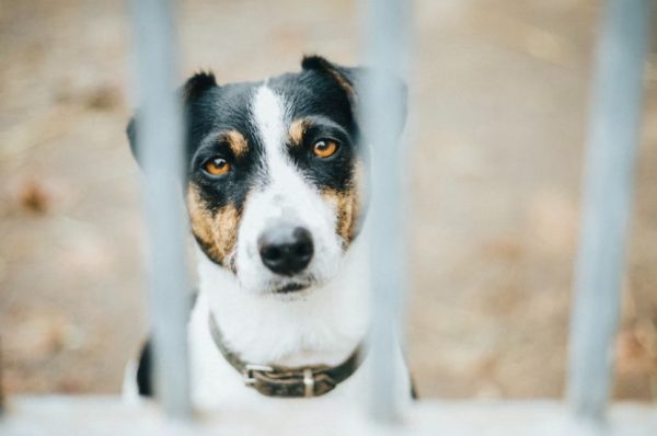 Εργάτης πέθανε στον Πλατανιά και ο σκύλος του καθόταν δίπλα στο άψυχο σώμα τρεις μέρες