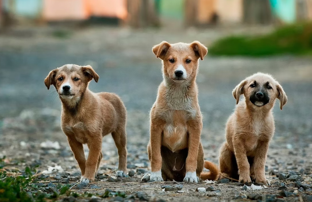 Χαλάνδρι: Δημοτολόγιο για σκύλους και γάτες - Καταγράφει τα δεσποζόμενα ζώα συντροφιάς