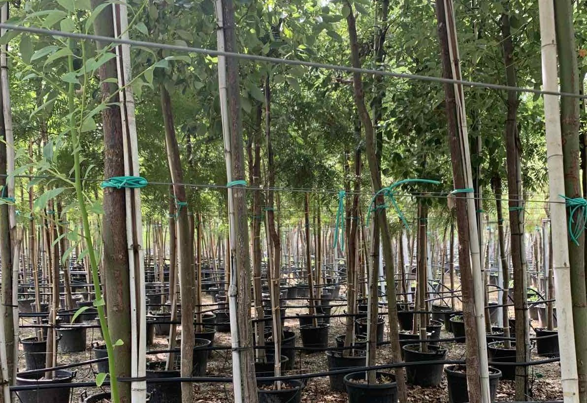Φυτεύονται 2.684 δέντρα και 25.000 θαμνοειδή στο Δήμο 3Β