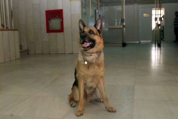 Καρδίτσα: Σκότωσαν τα σκυλιά με φόλες – Τους επικήρυξε με 2.000 ευρώ