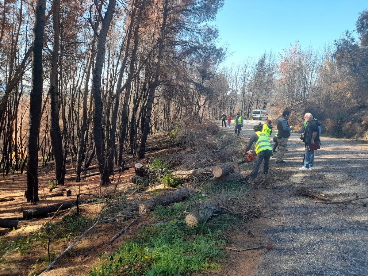 Απομακρύνονται καμμένα δέντρα από το οδικό δίκτυο, στη περιοχή των Κρεστένων