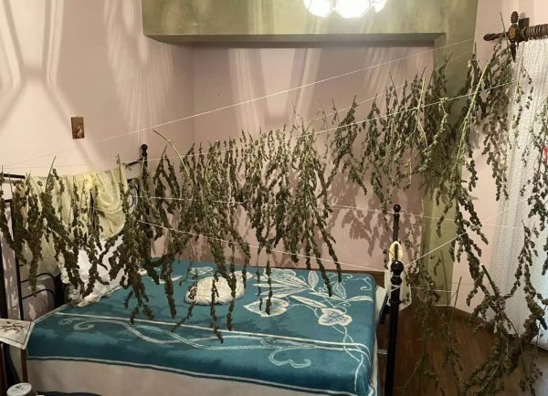 Καστοριά: Είχε φυτέψει πάνω από το κρεβάτι του κάνναβη – Συνελήφθη από την ΕΛ.ΑΣ