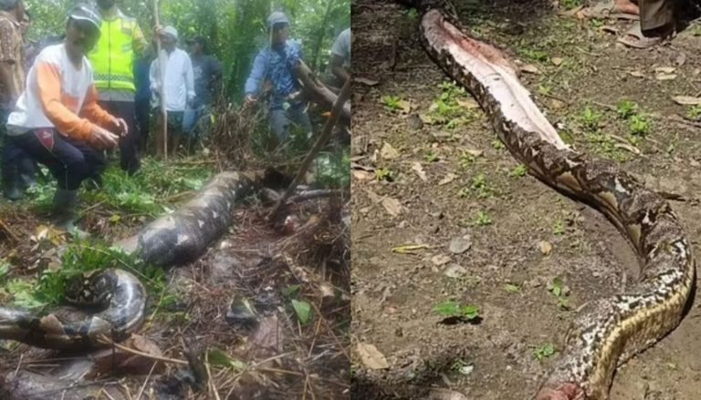 Φρικτές εικόνες: Πύθωνας κατάπιε 54χρονη – Τον άνοιξαν και την βρήκαν μέσα