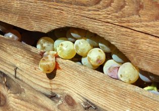 ΚΕΟΣΟΕ: Εκτός έκτακτων ενισχύσεων μένει ο αμπελοοινικός τομέας