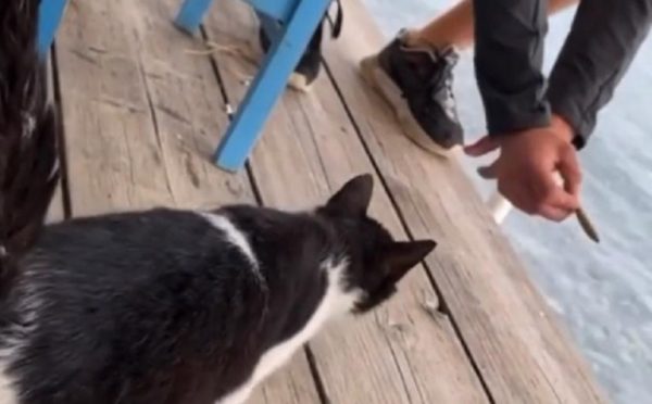 Αιδηψός: Αθώος ο άνδρας που είχε κλωτσήσει γατάκι σε ταβέρνα