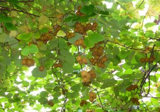 ΕΔΟΑ: Στα δέντρα κινδυνεύει να μείνει μεγάλο μέρος της παραγωγής ακτινιδίων