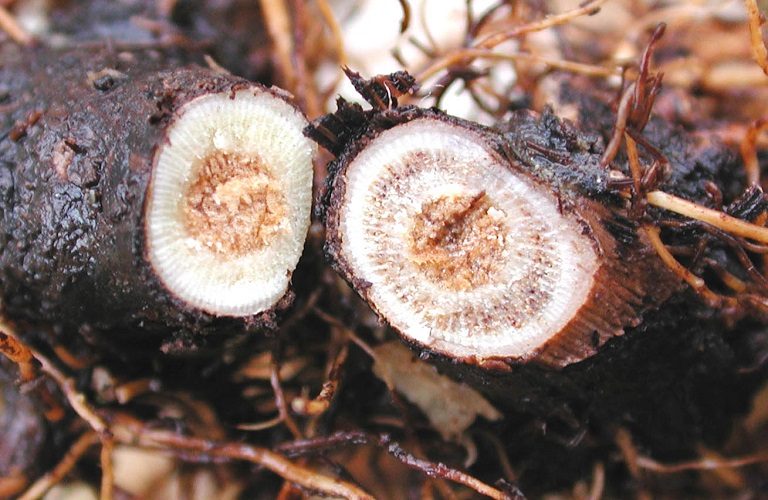 Αμπέλι: Μετασυλλεκτικές επεμβάσεις για φθινοπωρινούς εχθρούς και ασθένειες