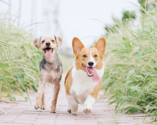 Παγκόσμια Ημέρα των Ζώων: Τι λέει η Διεθνής Διακήρυξη για τα δικαιώματά τους