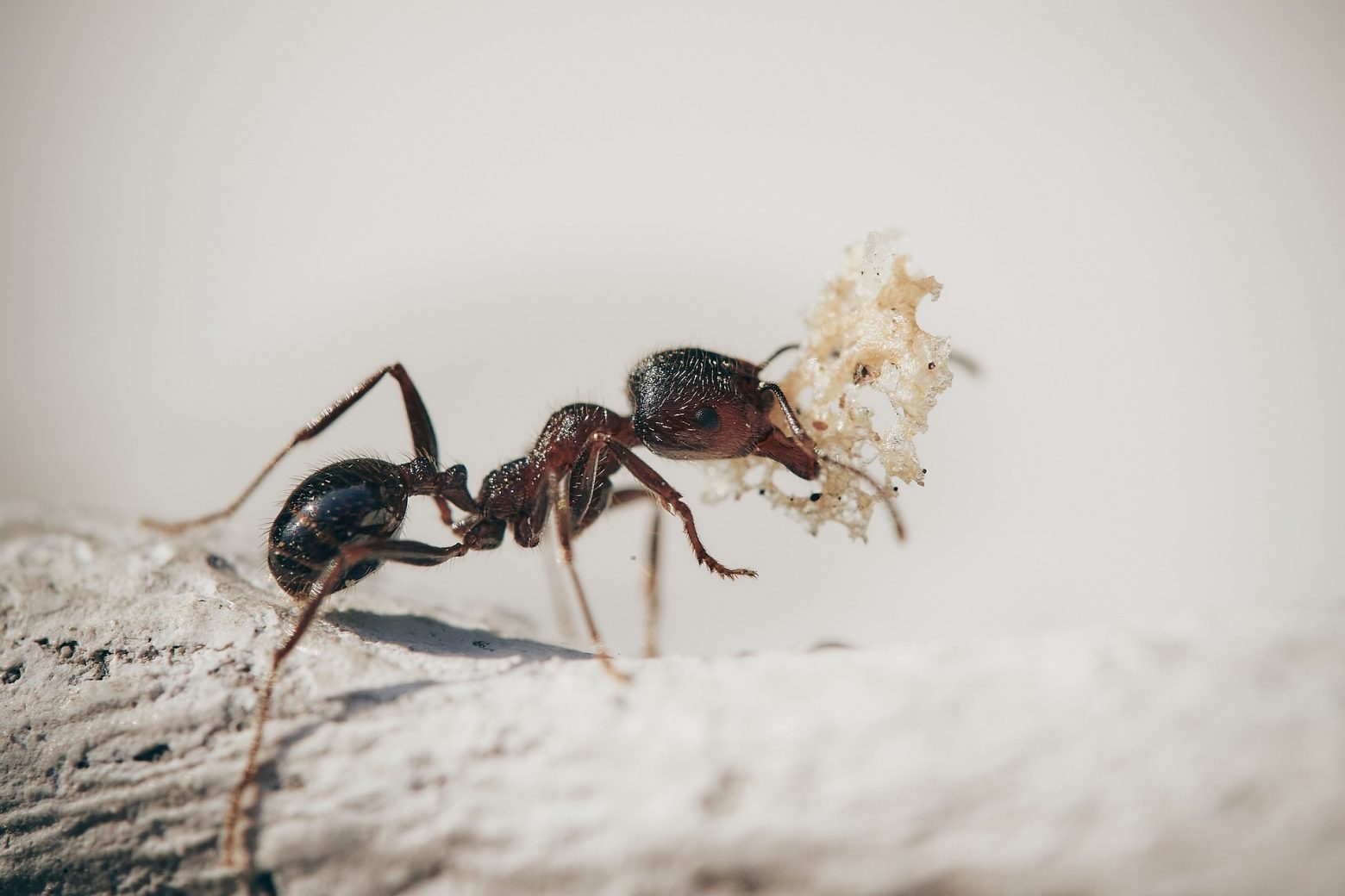 Σαν να βγήκε από θρίλερ: Η φωτογραφία ενός μυρμηγκιού «κόβει» την ανάσα