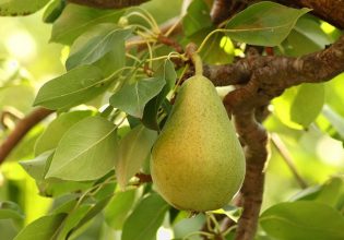 Αχλάδια: Αγκάθι οι τιμές και το κόστος παραγωγής στα «Κρυστάλια»
