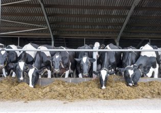 Σύνθετες ζωοτροφές: Πώς θα είναι φέτος η παραγωγή – Οι προβλέψεις