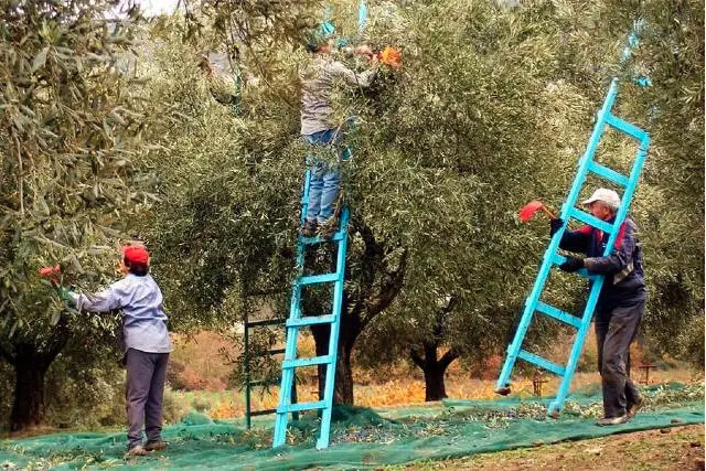 Αλβανικά ΜΜΕ: Κινδυνεύει η ελαιοπαραγωγή στην Ελλάδα γιατί φεύγουν οι Αλβανοί από τη χώρα