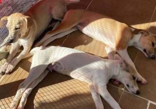 Κρήτη: Έξωση σε εκατοντάδες αδέσποτα στη Χερσόνησο – Κλείνει το μοναδικό καταφύγιο