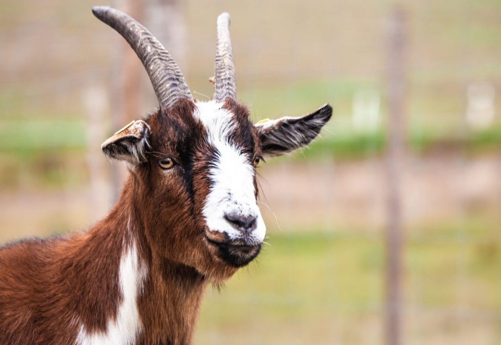 You… goat to be kidding me: Κατσίκα άρχισε να ψέλνει σε εκκλησία μαζί με τη χορωδία