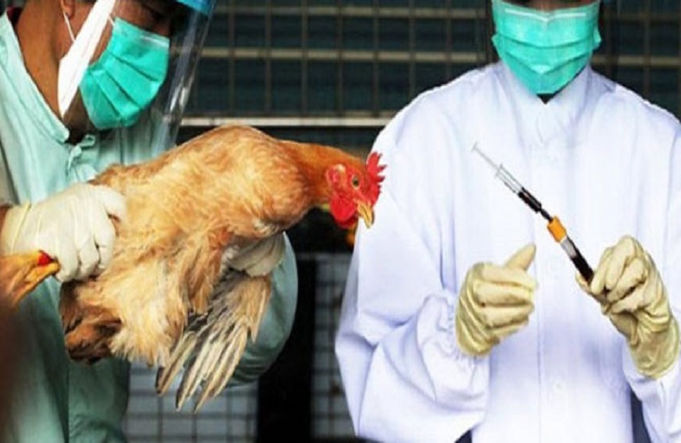 Γρίπη των πτηνών: Έκρηξη κρουσμάτων το καλοκαίρι