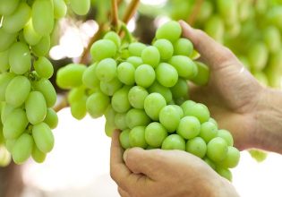 Copa-Cogeca: Ενίσχυση για κόστος παραγωγής και όχι για απόσταξη ή εκρίζωση