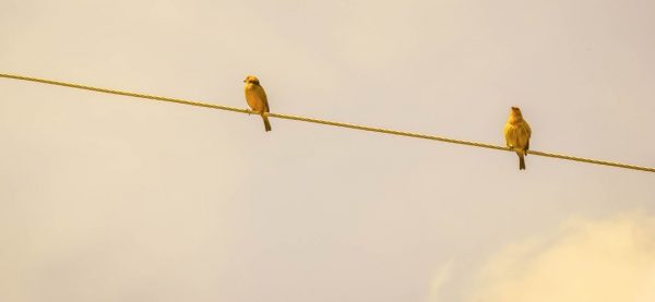 «Είναι σαν φρέσκος αέρας στα αυτιά μου»: Μπορεί ο καφέ θόρυβος να σας βοηθήσει πραγματικά να συγκεντρωθείτε;