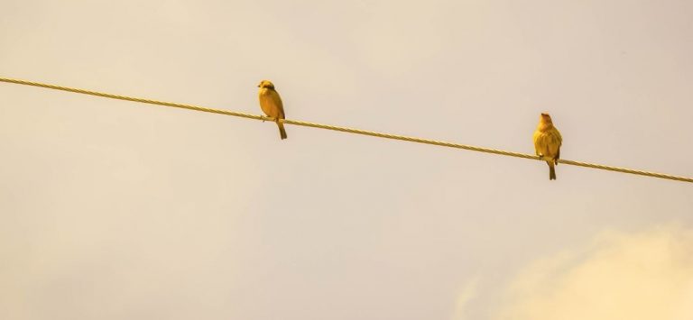 «Είναι σαν φρέσκος αέρας στα αυτιά μου»: Μπορεί ο καφέ θόρυβος να σας βοηθήσει πραγματικά να συγκεντρωθείτε;