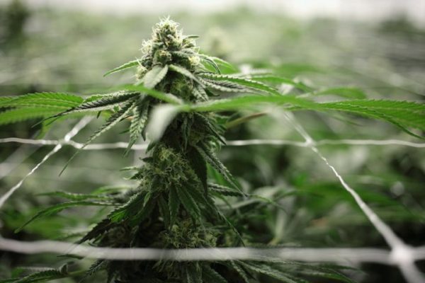 Γερμανία: Η κυβέρνηση ενέκρινε τα βασικά σημεία της νομοθεσίας για τη νομιμοποίηση της κάνναβης